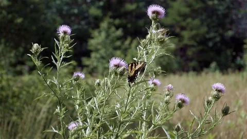 Large butterflies gently fly about wild flowers. Stock-Footage 123446431