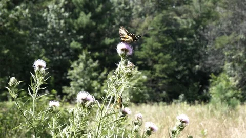 Large butterflies getting nectar. Video stock 123445525