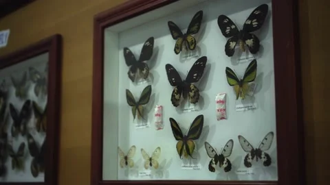 Large Butterfly Collection. Closeup view of many different colorful butterfli Stock Footage 146676475