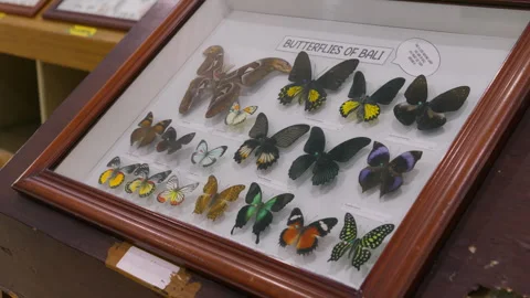 Large Butterfly Collection. Closeup view of many different colorful butterf.. Video stock 310718284