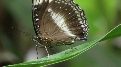 Large butterfly departs from a leaf Stock Footage 856057