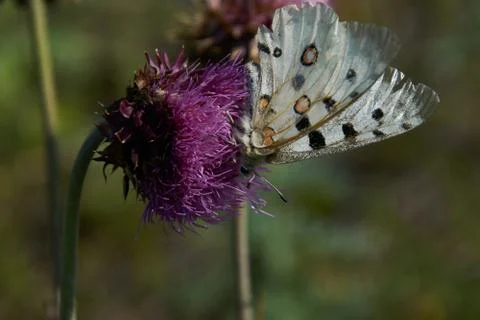A large butterfly eats nectar Stock Photos
