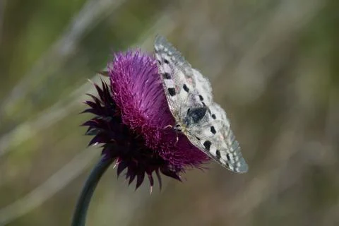 A large butterfly eats nectar Stock Photos