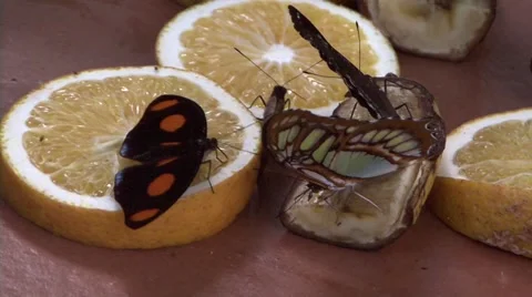 Large Butterfly on Fruit Video stock 41542106