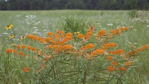 Large butterfly lands on orange wild flowers to get nectar. Stock Footage