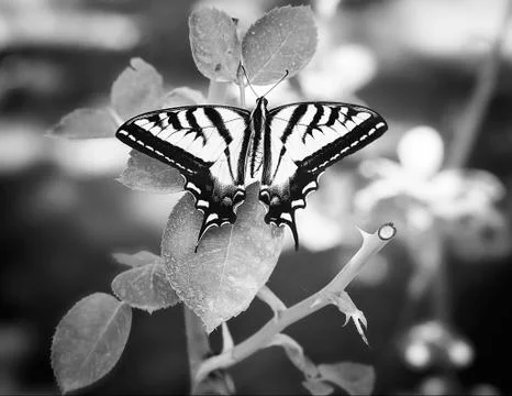 Large Butterfly on Leaf in a Forest Stockfoto's