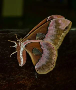 Large butterfly open Stock Photos