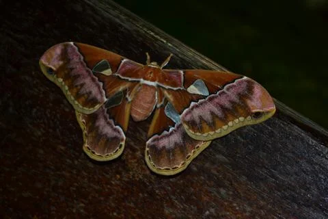 Large butterfly Stock Photos