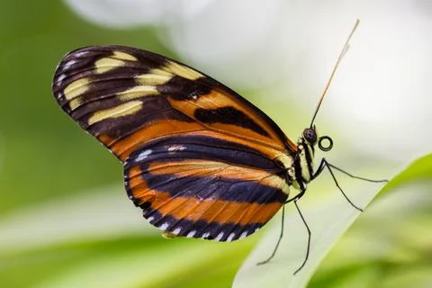 Large butterfly Stock Photos