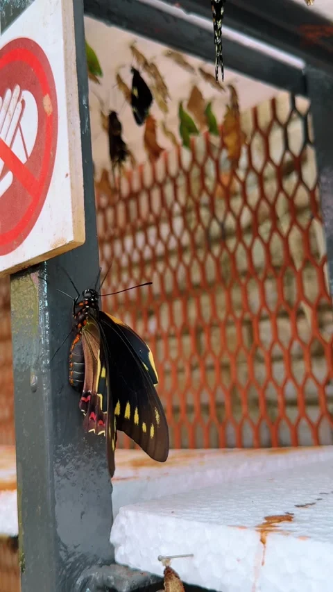Large butterfly resting on metal post near chrysalis sanctuary Stock Footage 331571972