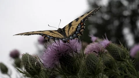 A large butterfly walks over the top of a purple thistle looking for food. Stock-Footage 324763044