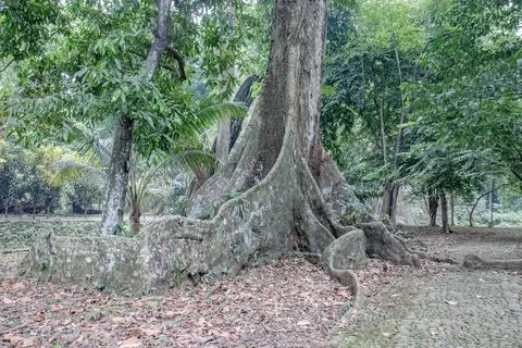 Large Buttress Root Tree Beside a Paved Park Road Stock Photos