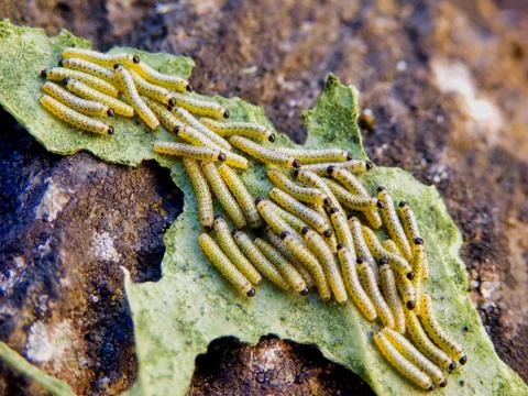 Large Cabbage White butterfly caterpillars. Stock Photos