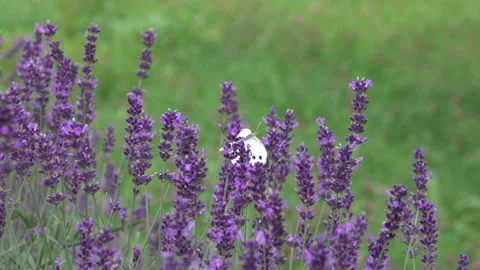 Large cabbage white butterfly on lavender Stock Footage 157330865