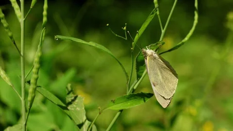 Large cabbage white butterfly laying eggs on mustard leaf close up Stock Footage 335031245