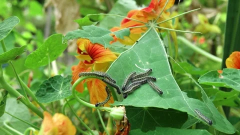 Large cabbage white caterpillars on a nasturtium leaf . Stock Footage 313710053