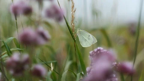 Large Cabbage White Stock Footage 92997106
