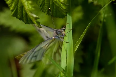 Large Cabbage White Stock Photos