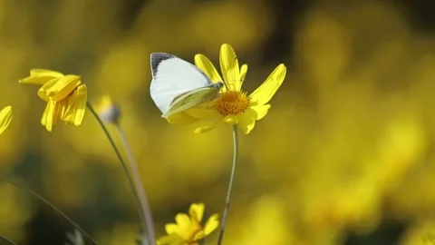 Large Cabbage White (Pieris brassicae) butterfly on a yellow flower Stock Footage 302165182
