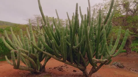 Large Cacti in the Dry, Arid Landscape of Koko Crater Botanical Garden, Oahu, Ha Stock Footage 325777694