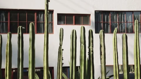 Large cacti growing in front of white modernist building Stock Footage 307910073