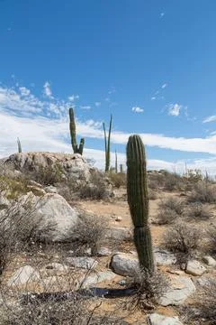 Large Cacti in Mexico Stock Photos