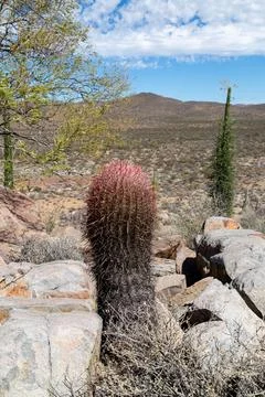 Large Cacti in Mexico Stock Photos