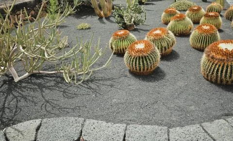 Large cacti of round form on sandy ground background with copy space Stock Photos