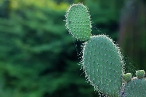 Large cactus against a background of trees Stock Photos