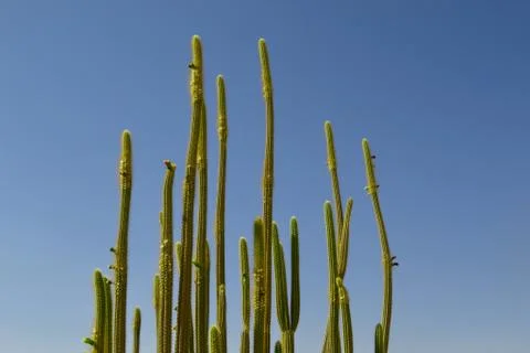 A large cactus against a blue cloudless sky Foto stock