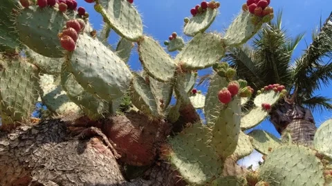 Large cactus and palm trees in Jardí Botànic Marimurtra in Blanes Stock Footage 249834550