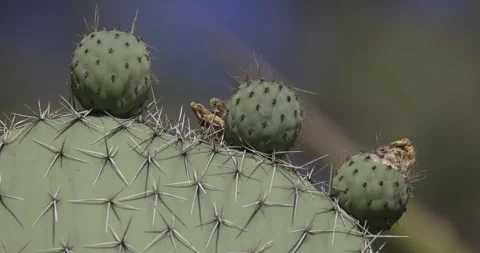 Large cactus and small cacti close up, 4K slow motion Stock Footage 249738690