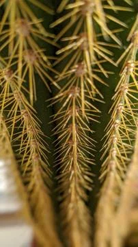 Large Cactus Close Up 2 Stock Photos