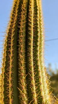 Large Cactus Close Up Stock Photos
