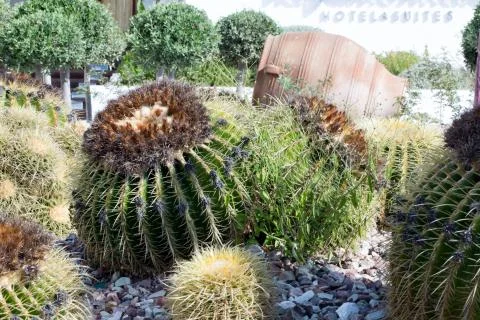 Large cactus from Cyprus Stock Photos