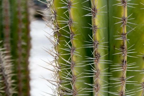 Large cactus from Cyprus Stock Photos