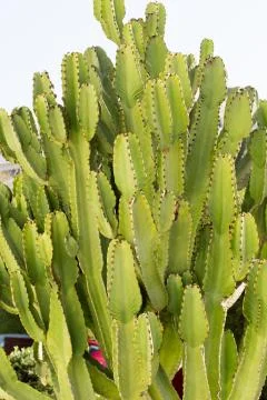 Large cactus from Cyprus Stock Photos