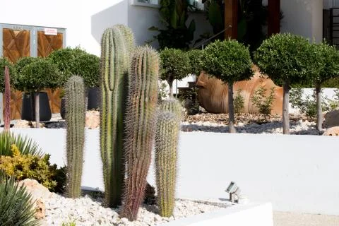 Large cactus from Cyprus Stock Photos