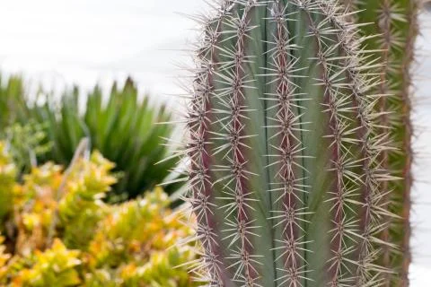 Large cactus from Cyprus Stock Photos