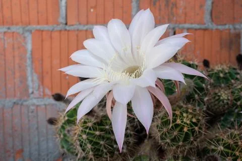 Large cactus flower close up Stock Photos