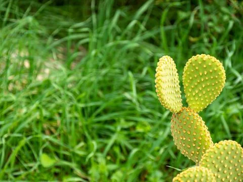 Large cactus in a garden. Selective focus. Foto stock