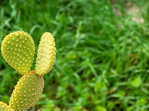 Large cactus in a garden. Selective focus. Stock Photos