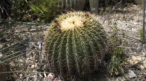 A large cactus growing in the deser Stock-Footage 39717809