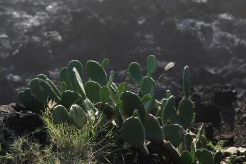 Large cactus grows on a dark colored rock Stock Photos