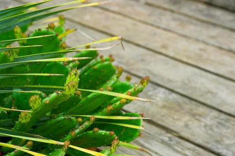 Large cactus with multiple stems on wooden floor background Stock Photos