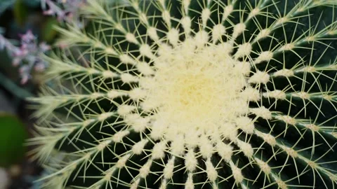 A large cactus with needles. Top view, close-up Stock Footage 296045876
