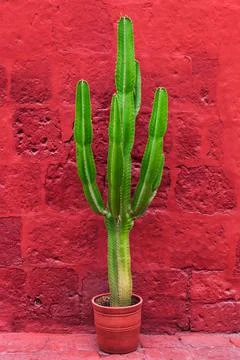 Large cactus Stock Photos