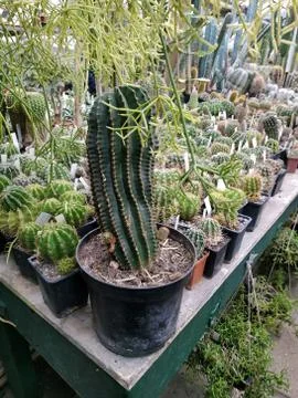 Large cactus in a pot - close-up. Work in the greenhouse Stock Photos