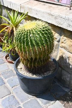 Large cactus in pot minimal concept Stock Photos