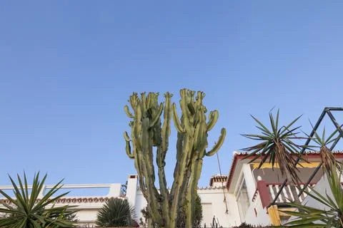 A large cactus, seen from below towards the blue sky as a background Stock Photos